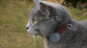 connected cat
